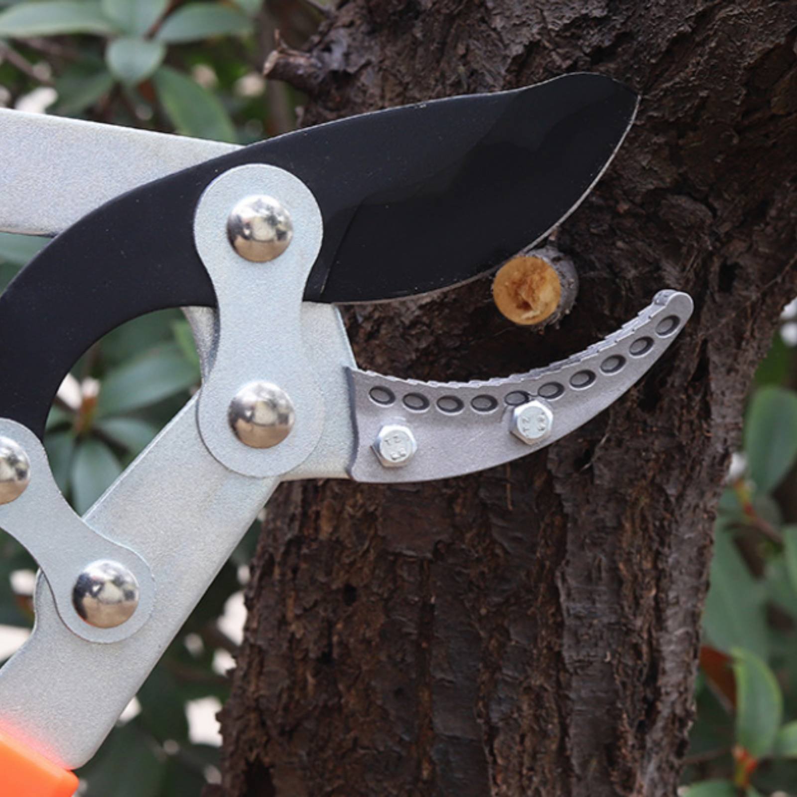 Telescopic Branch Pruners Shar - đánh giá và giá Garden Tools